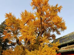 -大觉寺-停车场