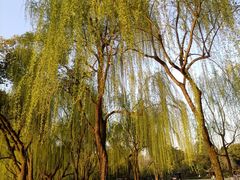 -柳浪闻莺公园