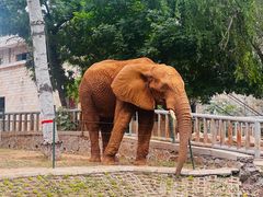 -石家庄市动物园