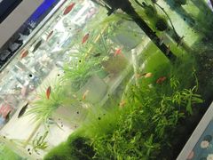 -媛媛家秘制鸡丝凉皮(陆慕店)