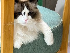 -藏猫猫咖啡主题馆(中央大道店)