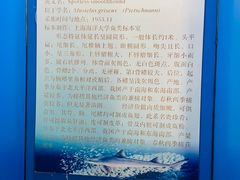 -上海海洋大学鱼文化博物馆(军工路校区)