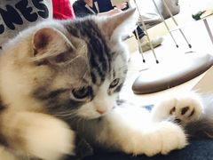 -飞行喵MR PILOT|猫舍·猫咖(静安大融城店)