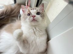 -momokira米努特·德文卷毛猫·棉花面纱犬
