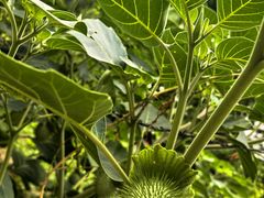 -国家植物园南园