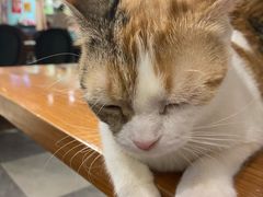 -猫小院猫主题餐厅(三里屯店)