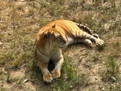 -西霞口神雕山野生动物世界