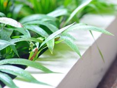 -麦哲伦丝绸度假村