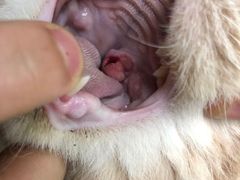 -爱侣宠医·鹦鹉专科·小型哺乳类·异宠专科(灵石路店)