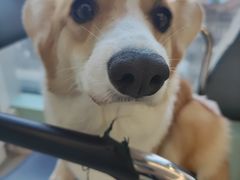 -怪兽屋·羊驼·猫咖·狗咖(俊华广场店)