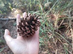 -燕晗山郊野公园