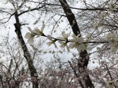 -桃花堤公园