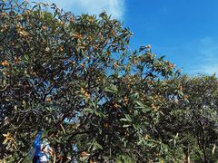 -塘栖枇杷特色园区