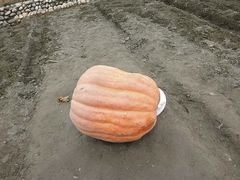 -中国天府农业博览园