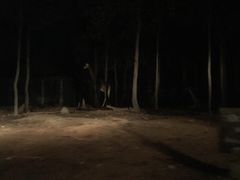 -清迈夜间动物园