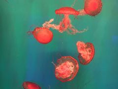 -海合安成都极地海洋公园