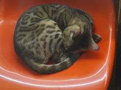 -猫咪博物馆(顶澳仔猫街店)