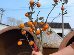 -苏州市吴中区光福窑上花果蜜饯厂