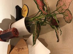 -悦融琥珀·京鲁菜·海味珍品(西单店)