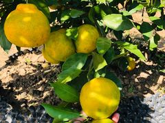 -前小桔亲子创意农场·草莓采摘·露营烧烤