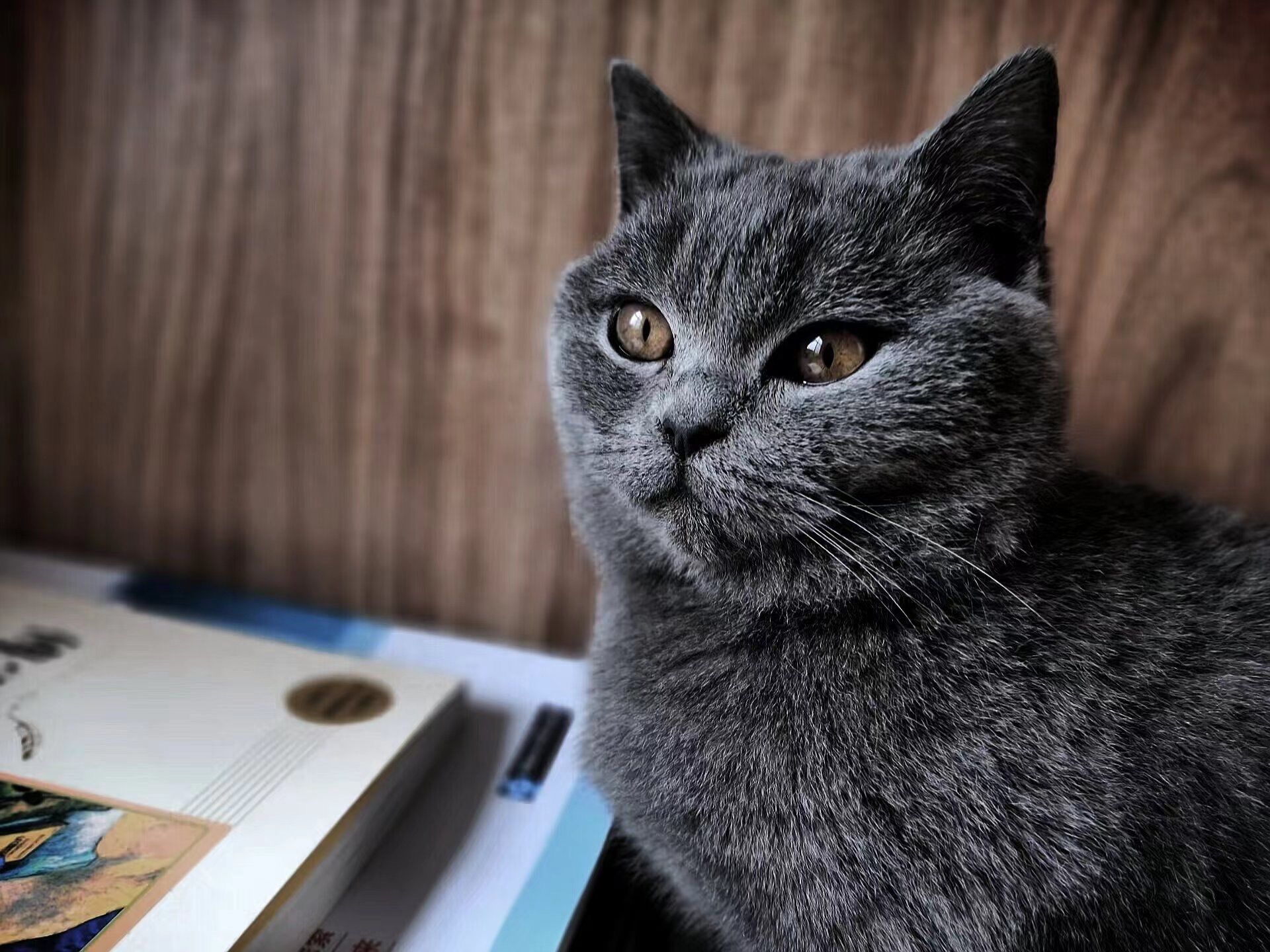 霸气侧漏的宠物猫咪