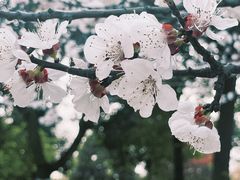 -秀丽东方