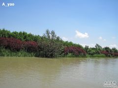 -大湾区中央湿地公园