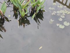 -五缘湾湿地公园