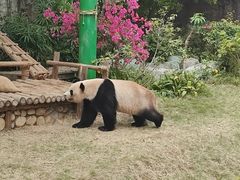 -灵玲国际马戏城