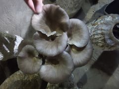 -仙蘑洞