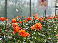 -上海鲜花港