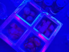 -苏荷酒吧(九街店)