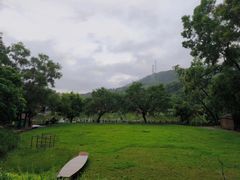 -梧桐庄园