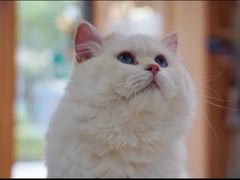-山宅一喵德文卷毛猫舍