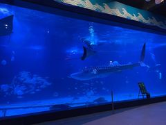 -烟台海昌鲸鲨海洋公园