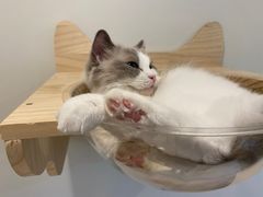 -momokira米努特·德文卷毛猫·棉花面纱犬