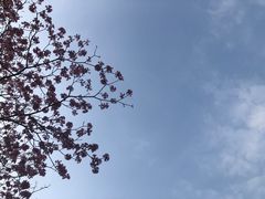 -天适樱花悠乐园