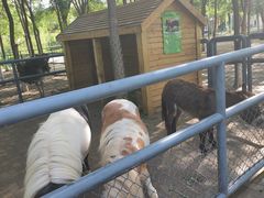 -长白岛森林公园