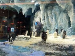 -帝企鹅自助餐厅•儿童岛•真企鹅(长隆企鹅酒店)