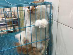 -甄爱宠物医院(疏影路店)