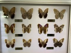 -上海昆虫博物馆