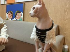 -MOCHA明星猫咖(田子坊店)
