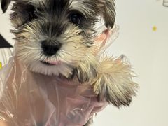 -翊宠yipet猫狗购宠庄园犬舍•猫舍