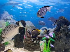 -烟台海昌鲸鲨海洋公园