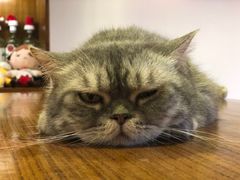 -喵园·猫主题咖啡厅·撸猫·猫咖(国贸店)