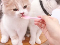 -李小姐の猫咖啡馆(五角场店)