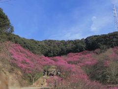 -新建村梅花