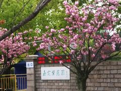 -嘉定紫藤园
