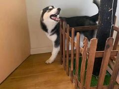 -Husky Go! 哈士奇体验馆·宠物咖啡厅狗咖