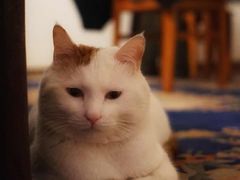 -Anne猫窝咖啡屋